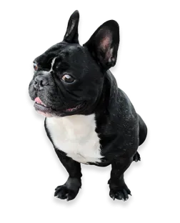 dog1
