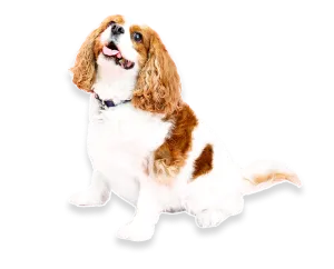 dog2
