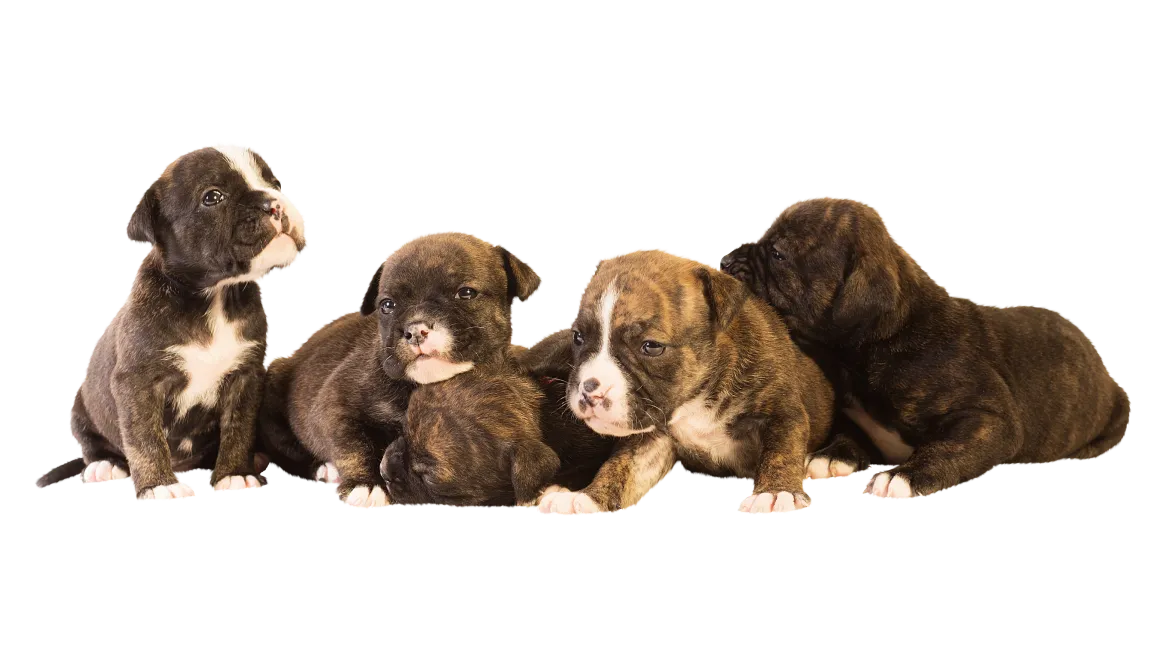 dog3