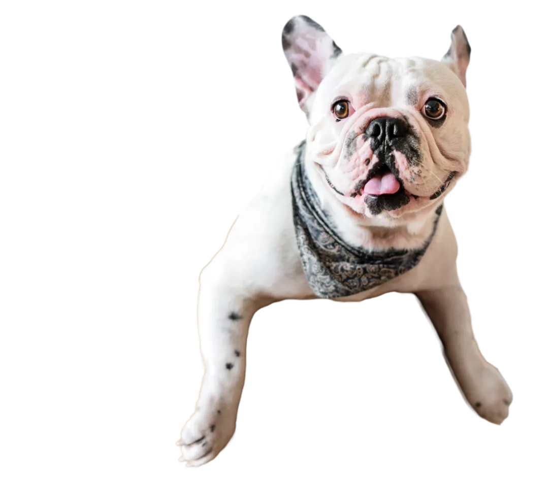 DogOnWave